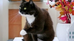 Pisica de tunsoare: îngrijirea sănătății și frumuseții animalului